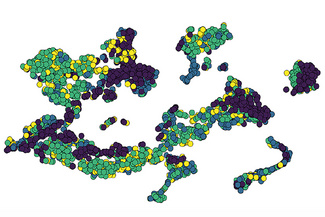 Immunzell-Populationen