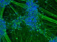 Neuronen